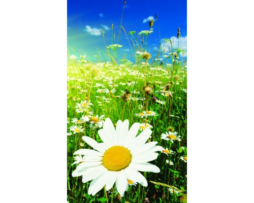 Desk Calendar DC30